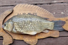 서울좌대 유료낚시터 > 서/울/좌/대 / 조황 보고 : 낚시사랑