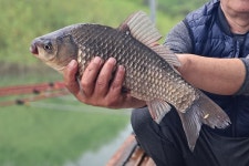 서울좌대 유료낚시터 > 서/울/좌/대 / 조황 보고 : 낚시사랑