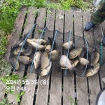 양평그린낚시터 유료낚시터 > 양평 그린낚시터 5/5 (일) 조황 정보 및 방류 소식 : 낚시사랑