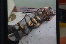 고담낚시터 유료낚시터 > 조황입니다 : 낚시사랑