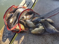 동교낚시터 유료낚시터 > 포천동교낚시터입니다 : 낚시사랑