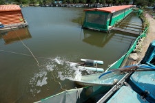 한터낚시터. 유료낚시터 > 2024 / 05/ 09 목요일 한터 낚시터 토종잉어 토종붕어 대량 방류했습니다 : 낚시사랑
