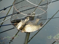 칠곡낚시터 유료낚시터 > 주말 조황 비에 강풍에 : 낚시사랑