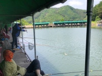 양평-대명낚시터 유료낚시터 > 5월15일[수] 메기방류빨~ 폭풍같이 터짐~! : 낚시사랑