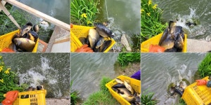 즐거운복상골 유료낚시터 > 산란이 쉽지 않네요 ㅠ : 낚시사랑