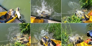 즐거운복상골 유료낚시터 > 날씨가 참 좋은 요즘이네요~~~ : 낚시사랑