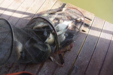 고담낚시터 유료낚시터 > 조황입니다 : 낚시사랑