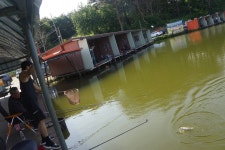 고담낚시터 유료낚시터 > 조황입니다 : 낚시사랑