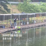 한일지기 유료낚시터 > ***한일낚시터 금요일 붕어 방류*** : 낚시사랑