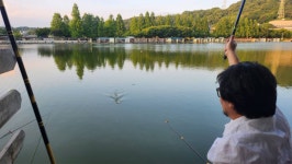 안성 거청낚시터 유료낚시터 > 6월 1일 배수없는 거청낚시터 조황 : 낚시사랑