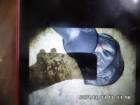 도곡낚시터 유료낚시터 > 도곡낚시터 붕어 조황 정보 감사합니다 : 낚시사랑