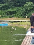 한일지기 유료낚시터 > ***한일낚시터 붕어 방류@ 조황 소식*** : 낚시사랑