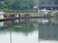 오빈낚시터 유료낚시터 > ～～～ 꾸준한 주말조황 이였습니다 ～～～ : 낚시사랑