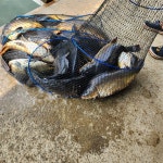 봉낚시터 유료낚시터 > 봉낚시터 6월12일 향어방류소식~~ : 낚시사랑