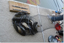 산우물낚시터 유료낚시터 > 당찬 손맛 풍요로움이 함께하는 산우물낚시터 : 낚시사랑