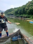 한일지기 유료낚시터 > ***한일낚시터 주말 붕어 방류*** : 낚시사랑