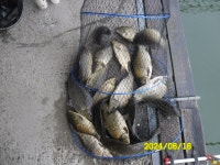 오빈낚시터 유료낚시터 > ～～～ 아주좋은 주말조황 이였습니다 ～～～ : 낚시사랑