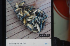 고담낚시터 유료낚시터 > 대박조황입니다 : 낚시사랑