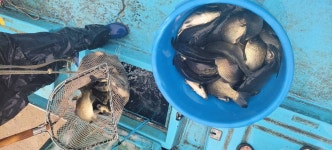 통삼낚시터 유료낚시터 > 가까운 가족 손맛터 통삼 낚시터 소식입니다~ : 낚시사랑