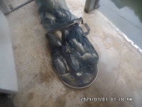 도곡낚시터 유료낚시터 > 도곡낚시터 붕어 조황 정보 감사합니다 : 낚시사랑