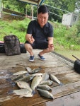 고삼지 양촌 유료낚시터 > 고삼지 붕어 조황 좋습니다. : 낚시사랑