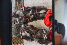 고담낚시터 유료낚시터 > 조황입니다 : 낚시사랑