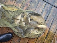 양평수곡낚시터 유료낚시터 > 7월 여름시즌 양평 수곡낚시터 계곡지 피서낚시 주후반주말 조황 큰기복없이 꾸준한 조과들입니다 : 낚시사랑