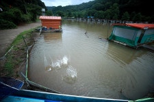 한터낚시터. 유료낚시터 > 한터 낚시터 2024년 07월119일(금요일) 메기 향어 대량 방류했습니다~ : 낚시사랑