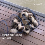 양평그린낚시터 유료낚시터 > 양평 그린낚시터 7/22 (월) 조황 정보 및 방류 소식 : 낚시사랑