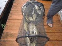 대석낚시터 유료낚시터 > 주말, 주중 스케치 (조황 굿) : 낚시사랑