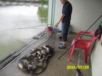 오빈낚시터 유료낚시터 > ~~~ 기복없이 꾸준한 조황 보이고 있습니다 ~~~ : 낚시사랑