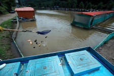 한터낚시터. 유료낚시터 > 한터 낚시터 2024년 07월26일(금요일) 메기 향어 대량 방류했습니다 : 낚시사랑