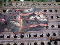 대석낚시터 유료낚시터 > 주중 스케치 (조황 굿) : 낚시사랑