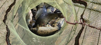 양평수곡낚시터 유료낚시터 > 무더위속 피서 힐링 수곡낚시터 붕어들 큰편차 없이 꾸준하게 나와주고 있습니다 : 낚시사랑