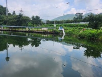 진우낚시터 유료낚시터 > 붕어방류와 조황정보~~~ : 낚시사랑