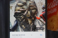 고담낚시터 유료낚시터 > 붕어방류 와 조황입니다 : 낚시사랑