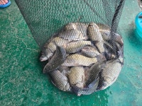 삼인낚시터 유료낚시터 > 가깝고 시원한 곳에서 시원한 손맛 즐기세요~~!!-용인삼인낚시터- : 낚시사랑