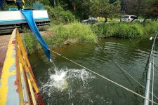 한터낚시터. 유료낚시터 > 한터 낚시터 2024년 08월23일(금요일) 붕어 메기 향어 대량 방류했습니다 : 낚시사랑