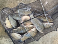 두창낚시터 유료낚시터 > 밤 낮으로는 조금 선선해 졌습니다^^ : 낚시사랑