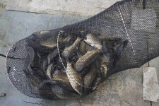 고담낚시터 유료낚시터 > 주말붕어방류 와 조황입니다 : 낚시사랑