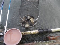 도곡낚시터 유료낚시터 > 도곡낚시터 붕어 조황 정보 감사합니다 : 낚시사랑