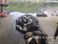 고초골낚시터 유료낚시터 > 고초골 풍성한 마릿수 연휴 조황 : 낚시사랑