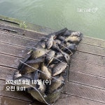 양평그린낚시터 유료낚시터 > 양평 그린낚시터 9/22 (일) 추석 및 주말 조황 정보 : 낚시사랑