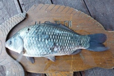 서울좌대 유료낚시터 > 서/울/좌/대/ 주말조황 : 낚시사랑