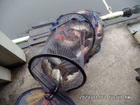 도곡낚시터 유료낚시터 > 도곡낚시터 붕어 조황 정보 감사합니다 : 낚시사랑