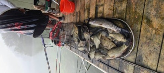 양평수곡낚시터 유료낚시터 > 가울붕어 낚시 힐링 수곡낚시터 10월둘째주 주말 조황 및 붕어방류 안내 : 낚시사랑