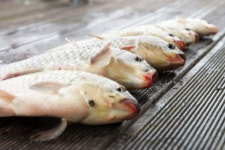 서울좌대 유료낚시터 > 서/울/좌/대 / 주말 조황보고 : 낚시사랑