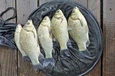 서울좌대 유료낚시터 > 서/울/좌/대 / 주말 조황보고 : 낚시사랑