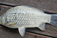 서울좌대 유료낚시터 > 서/울/좌/대 / 주중 조황보고 : 낚시사랑