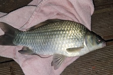 서울좌대 유료낚시터 > 서/울/좌/대 / 주중 조황보고 : 낚시사랑